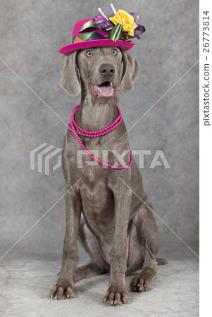 Wirehaired Slovakian pointer dog Wirehaired Slovakian pointer dog 26773814