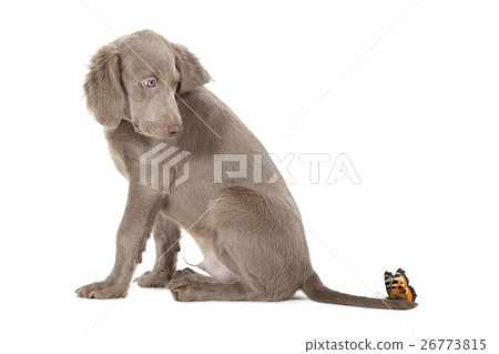 Weimaraner puppy with butterfly Weimaraner puppy with butterfly 26773815