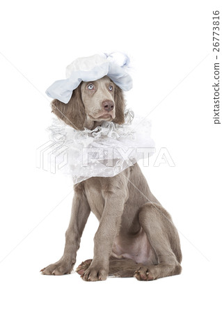 Portrait of Longhaired Weimaraner puppy Portrait of Longhaired Weimaraner puppy 26773816