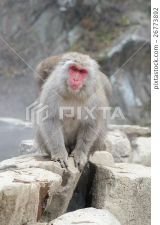 Grooming, Monkey in Jigokudani Monkey Park Grooming, Monkey in Jigokudani Monkey Park 26773892