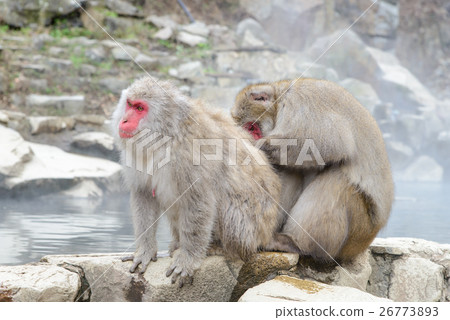 Grooming, Monkey in Jigokudani Monkey Park Grooming, Monkey in Jigokudani Monkey Park 26773893