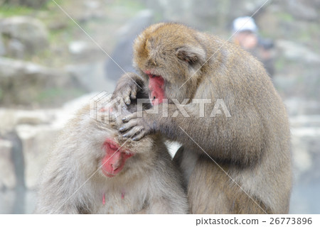 Grooming, Monkey in Jigokudani Monkey Park Grooming, Monkey in Jigokudani Monkey Park 26773896