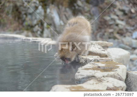 Monkey in a natural onsen, Jigokudani Monkey Park Monkey in a natural onsen, Jigokudani Monkey Park 26773897