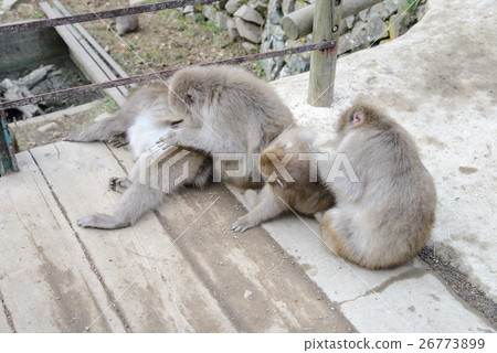 Grooming, Monkey in Jigokudani Monkey Park Grooming, Monkey in Jigokudani Monkey Park 26773899