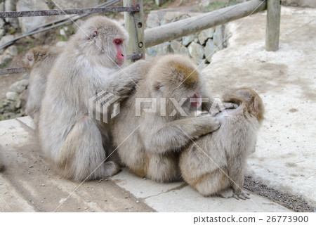 Grooming, Monkey in Jigokudani Monkey Park Grooming, Monkey in Jigokudani Monkey Park 26773900