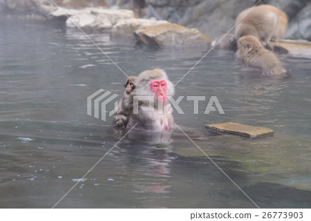 Monkey in a natural onsen, Jigokudani Monkey Park Monkey in a natural onsen, Jigokudani Monkey Park 26773903