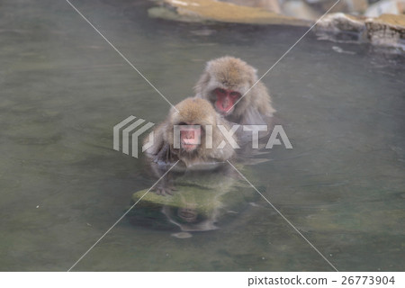 Grooming, Monkey in Jigokudani Monkey Park Grooming, Monkey in Jigokudani Monkey Park 26773904