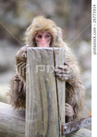Monkey in a natural onsen, Jigokudani Monkey Park 26773914