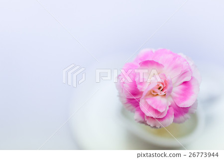 Coffee cup and one carnation 26773944