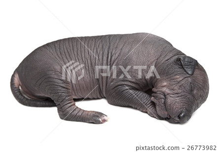 Xoloitzcuintle puppy, one week old Xoloitzcuintle puppy, one week old 26773982