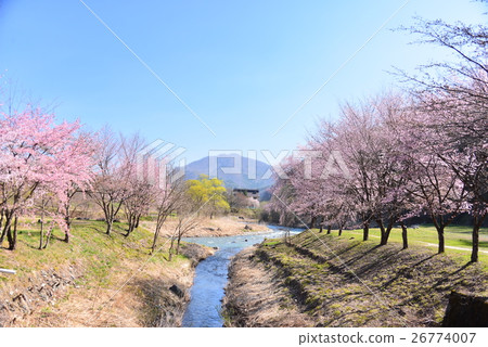 Cherry blossom trees of Odori Park 26774007