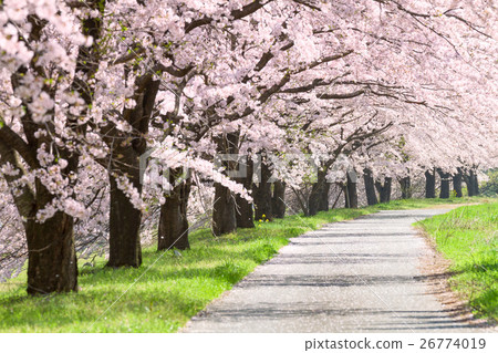Row of cherry trees Row of cherry trees 26774019