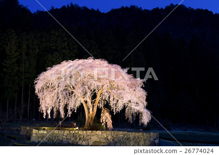 Mito field _ night view cherry light up Mito field _ night view cherry light up 26774024