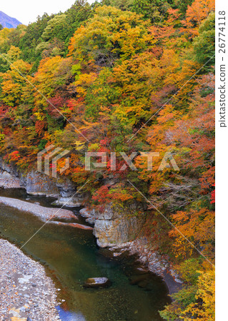 The autumn leaves of the Kinugawa River from the Kuriyama area, Nikko City, Tochigi Prefecture (November) 26774118