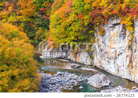 從栃木縣日光市栗山地區開始的鬼怒川的秋葉（11月） 26774125