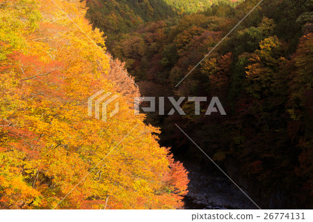 從栃木縣日光市栗山地區開始的鬼怒川的秋葉（11月） 26774131
