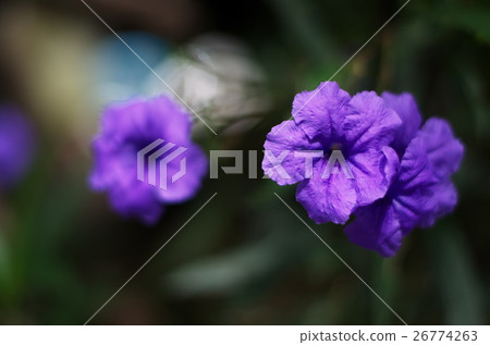 Flora. Colorful flower garden. Floriculture. Flora. Colorful flower garden. Floriculture. 26774263