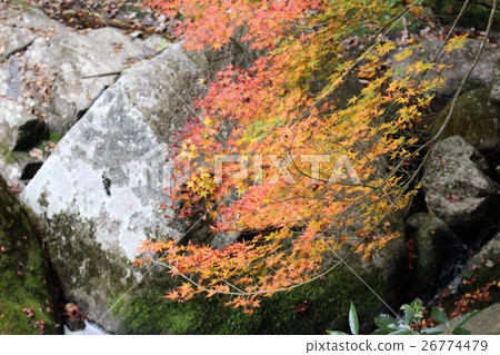 Momiji Momiji 26774479