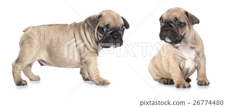 French bulldog puppies isolated on white  26774480