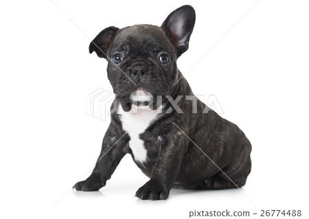 One month old puppy of French bulldog breed 26774488