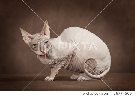 Don Sphinx cat in studio 26774509
