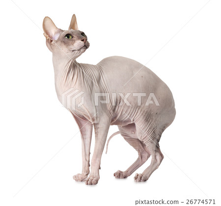 Don Sphinx cat over white Don Sphinx cat over white 26774571