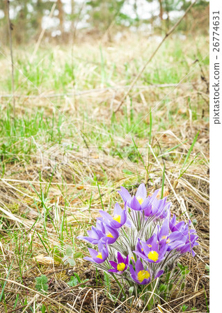 Beautiful bush forest pasque-flower 26774631