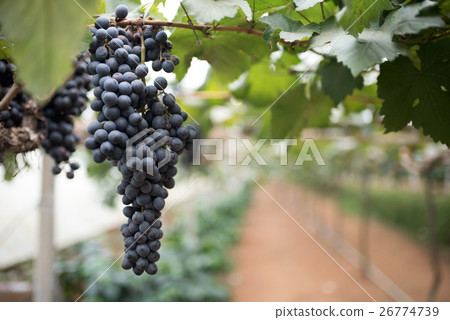bunches of red wine grapes hang from a vine 26774739