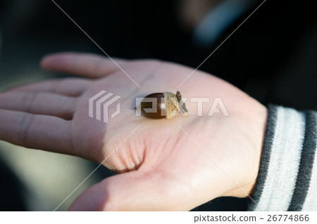 Acorn Acorn 26774866