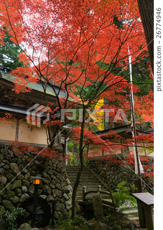 Autumn leaves of Yokomoji ④ Autumn leaves of Yokomoji ④ 26774946