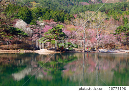 Cherry blossoms at Hanayama Nature Park 26775198