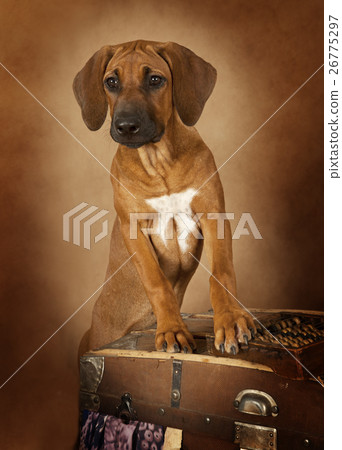 Rhodesian Ridgeback puppy Rhodesian Ridgeback puppy 26775297
