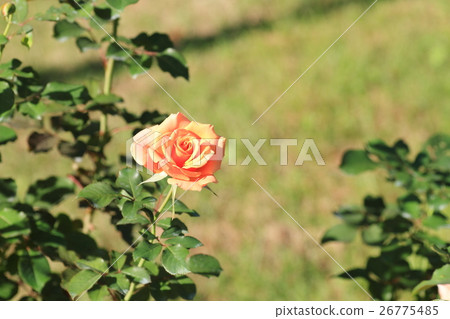 Rose flowers Singin in the rain Rose flowers Singin in the rain 26775485