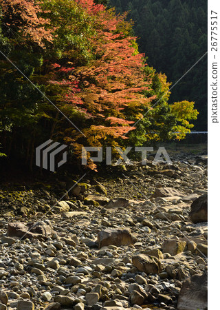 Kagori-gawa's autumn leaves Kagori-gawa's autumn leaves 26775517