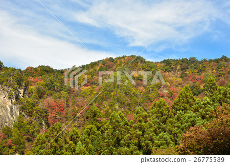 Kagori-gawa的秋葉 26775589