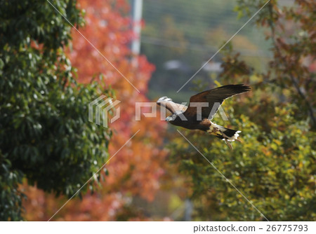 Momokanosuri thigh red tiger Parabuteo unicinctus Harrishawk Hawk falconer fly 26775793