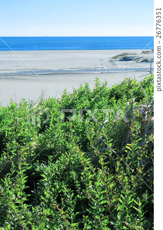 Kujukuri beach's crab wolfberry Kujukuri beach's crab wolfberry 26776351