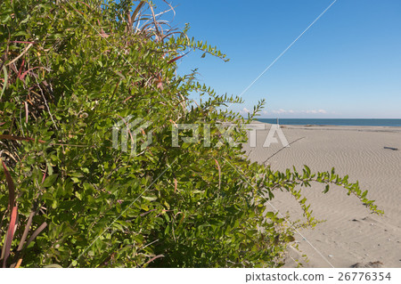 Kujukuri beach's crab wolfberry Kujukuri beach's crab wolfberry 26776354