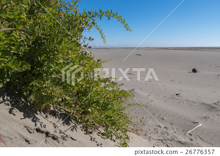 Kujukuri海灘的蟹枸杞 26776357