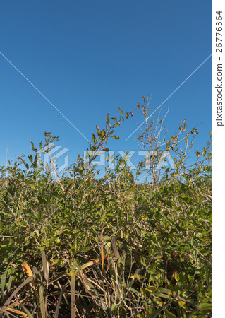 Kujukuri beach's crab wolfberry 26776364