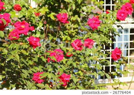Rose flower Rob Roy 26776404
