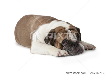 Sad English Bulldog 26776712