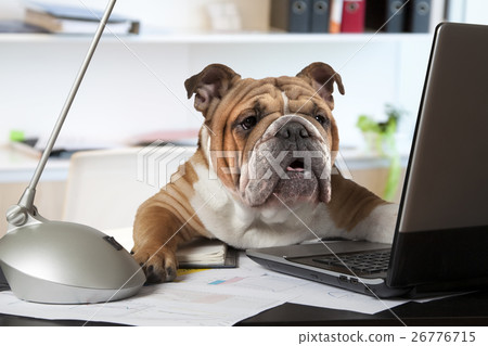 English Bulldog in the office 26776715