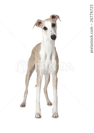 The Whippet (also English Whippet or Snap dog) 26776725