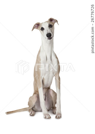 The Whippet dog 26776726