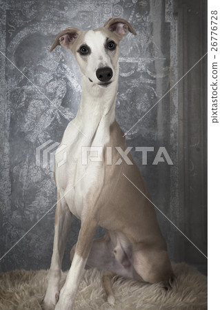 The Whippet dog indoors 26776728