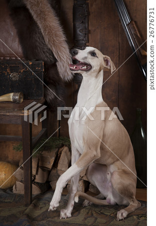 Whippet dog with hunting accessories 26776731