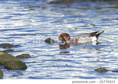 Wigeon Wigeon 26776923