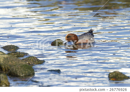 Wigeon Wigeon 26776926
