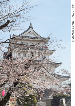 千葉城和櫻花 26777495